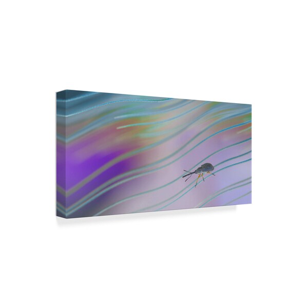 Thierry Dufour 'Travel In The Rainbow' Canvas Art,24x47